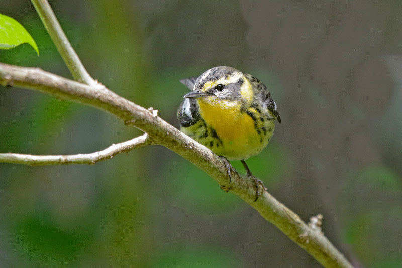 Yellow-throated Warbler