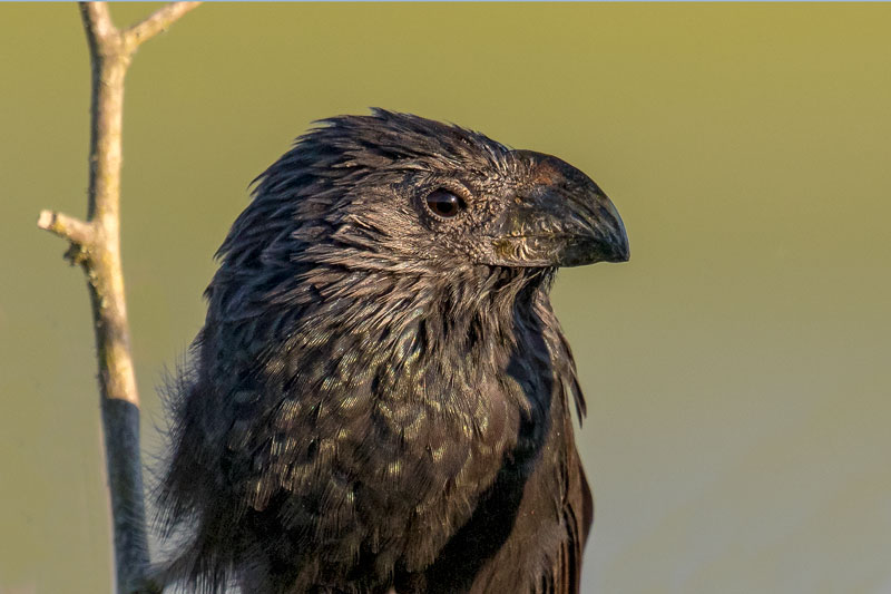 Groove-billed Ani 