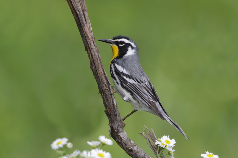Yellow-throated Warbler