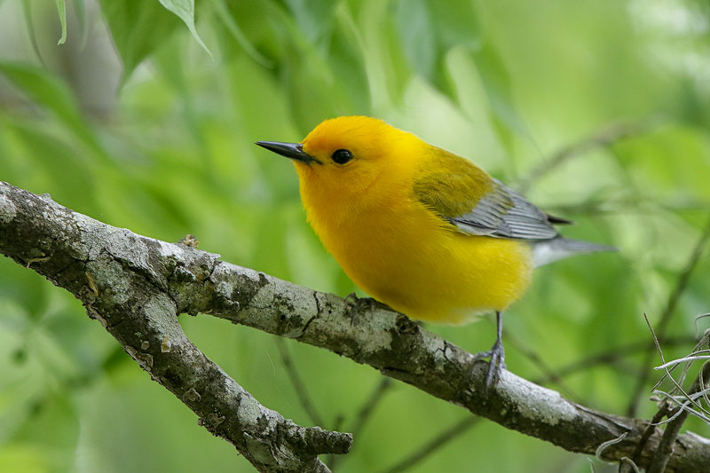 Prothonotary Warbler