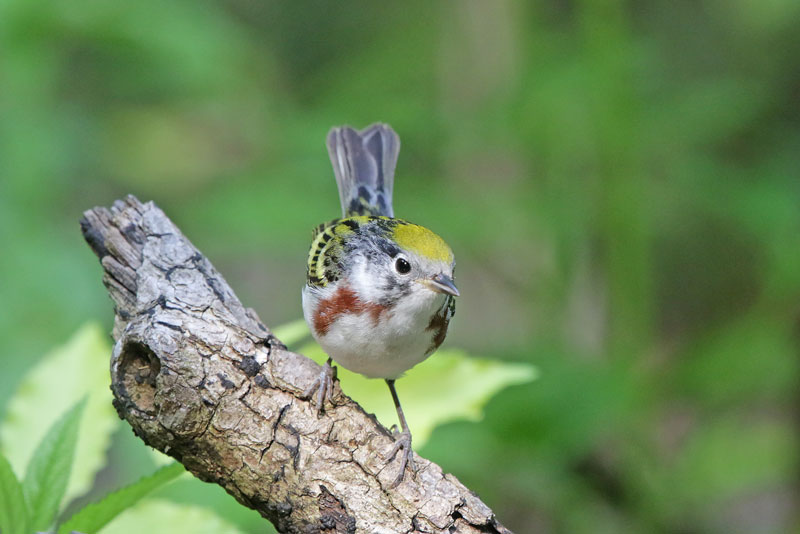 Chestnut-sided Warbler