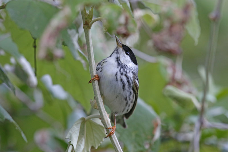 Blackpoll Warbler