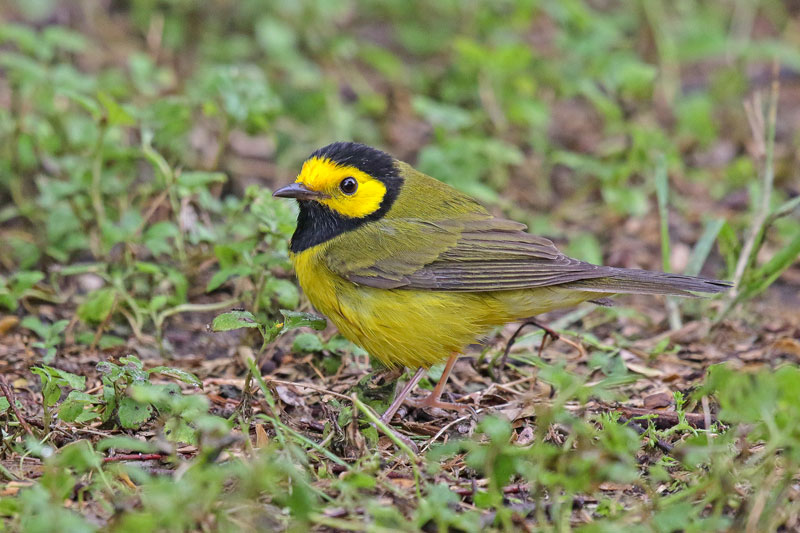 Hooded Warbler