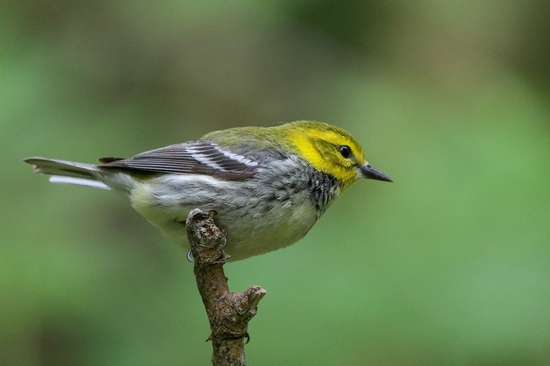 Black-throated Green Warbler