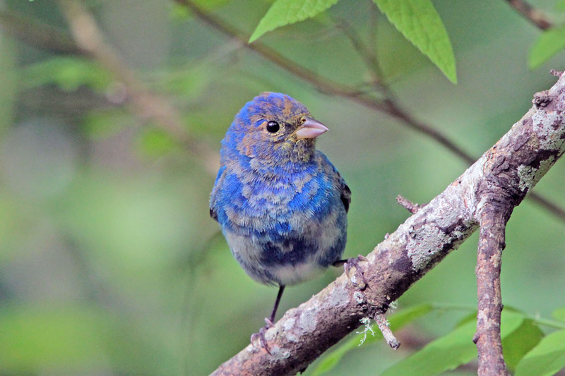 Indigo Bunting