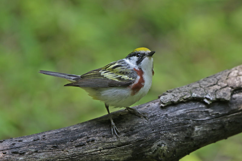 Chestnut-sided Warbler