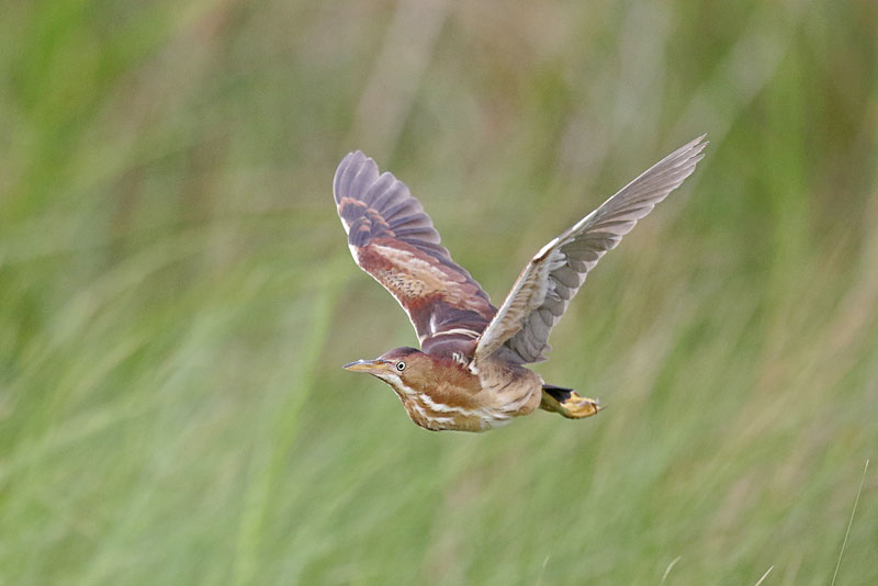 Least Bittern