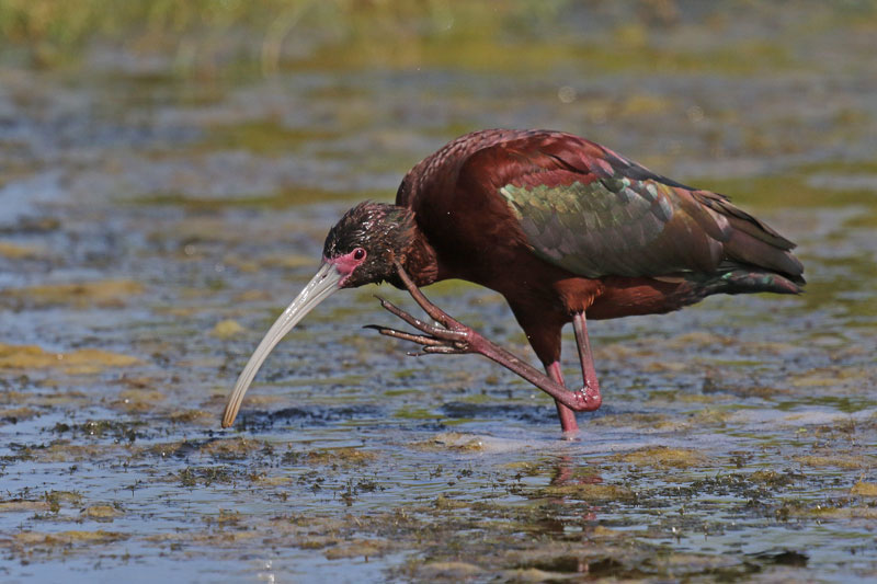 White-faced Ibis