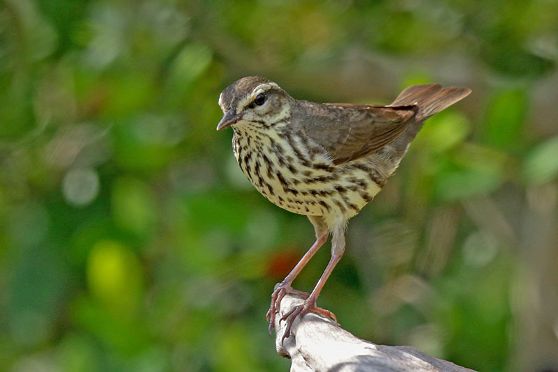 Northern Waterthrush