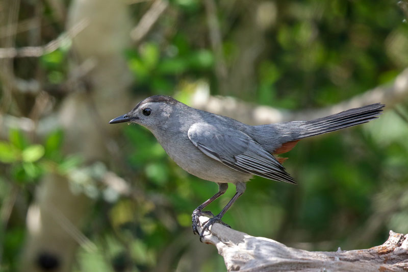 Gray Catbird