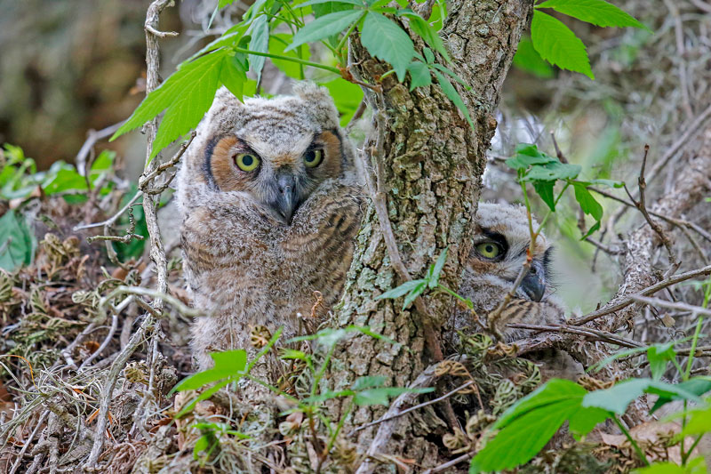 Great Horned Owl