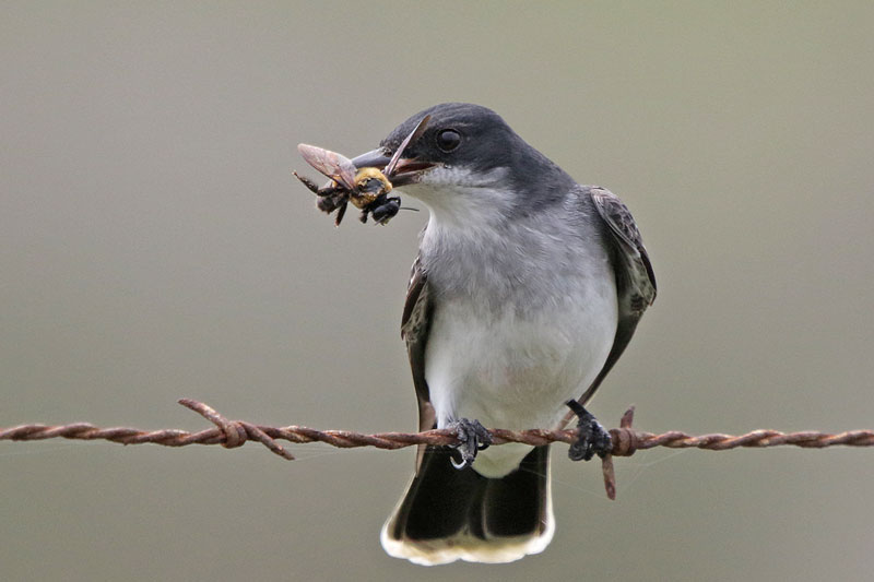 Eastern Kingbird