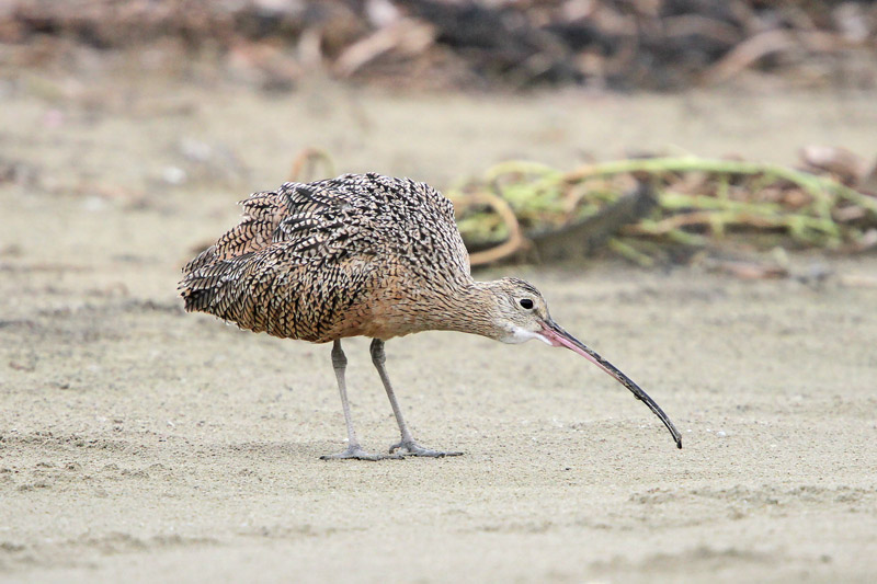 Long-billed Curlew