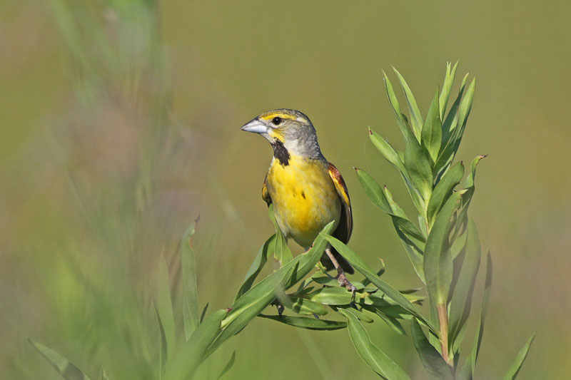 Dickcissal