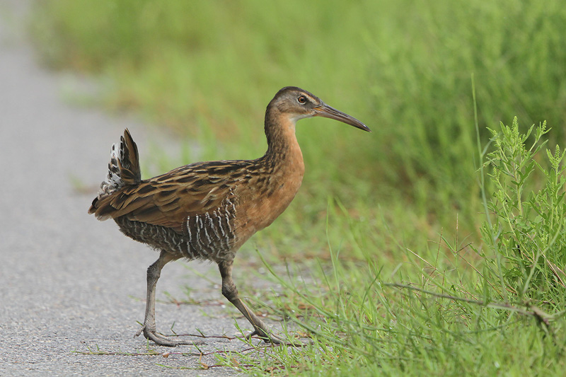 King Rail