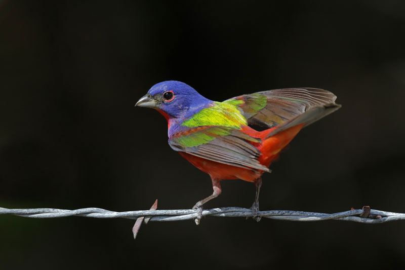 Painted Bunting