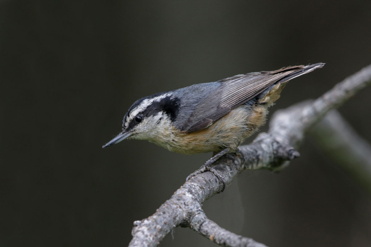 Red-breasted Nuthatch