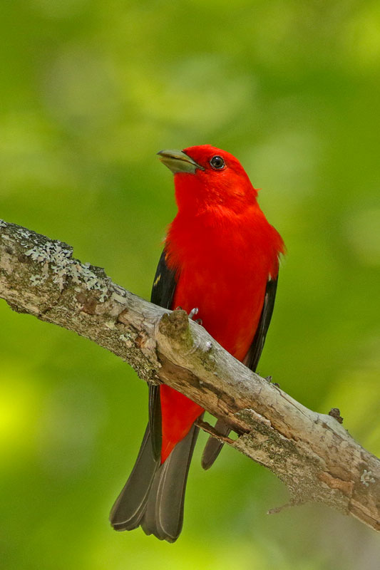 Scarlet Tanager