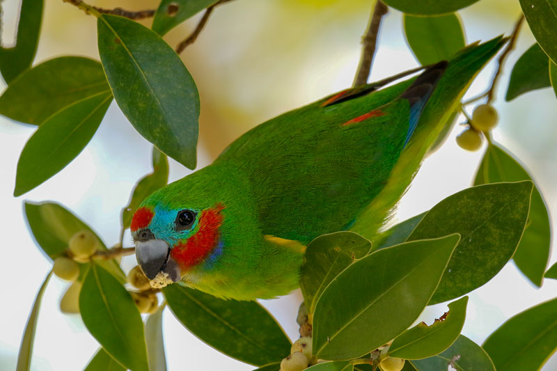 Double-eyed Fig-Parrot