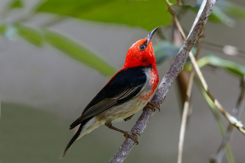 Scarlet Myzomela (Honyeater)
