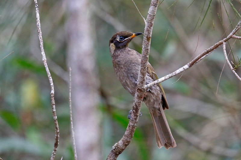 Bridled Honeyeater