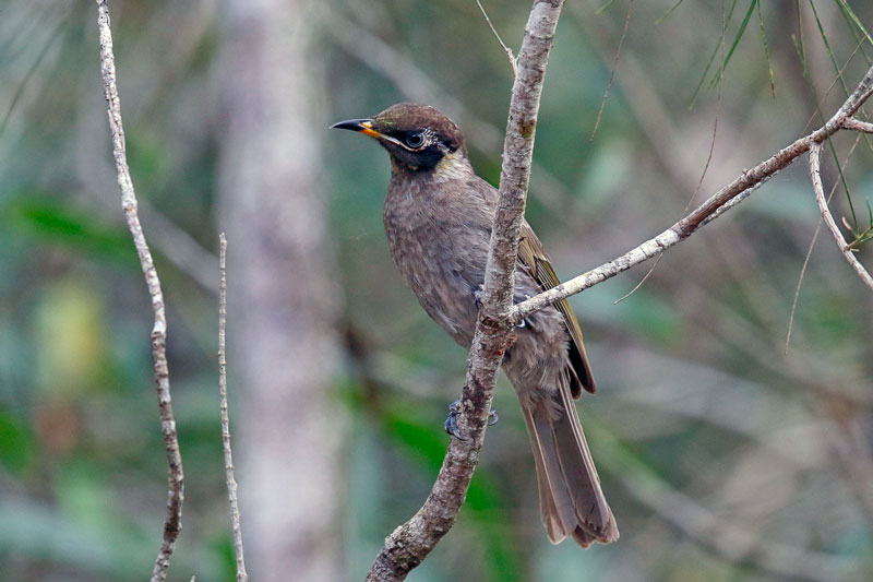 Bridled Honeyeater