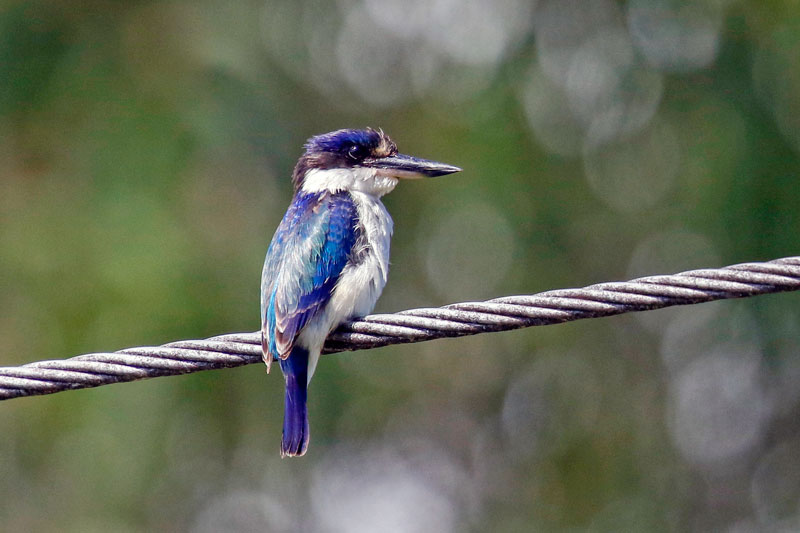 Forest Kingfisher