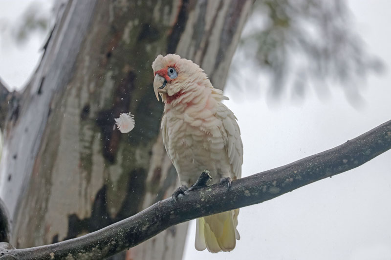 Long-billed Corella