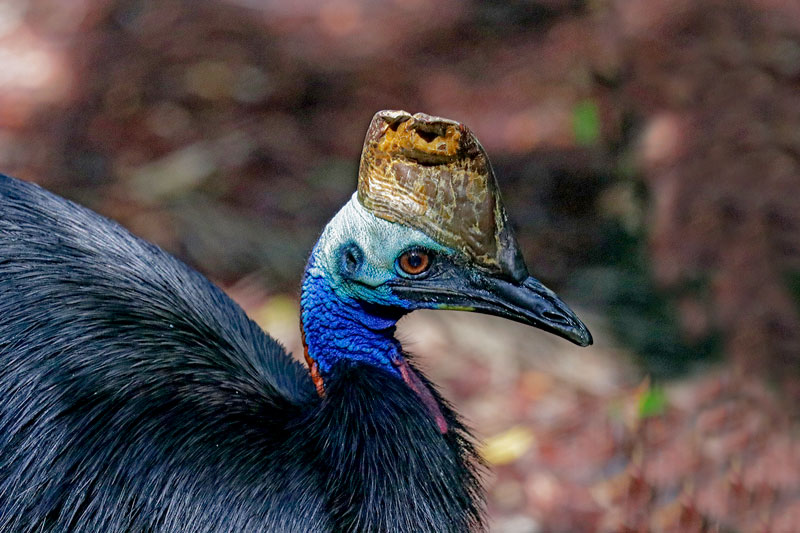 Southern Cassowary