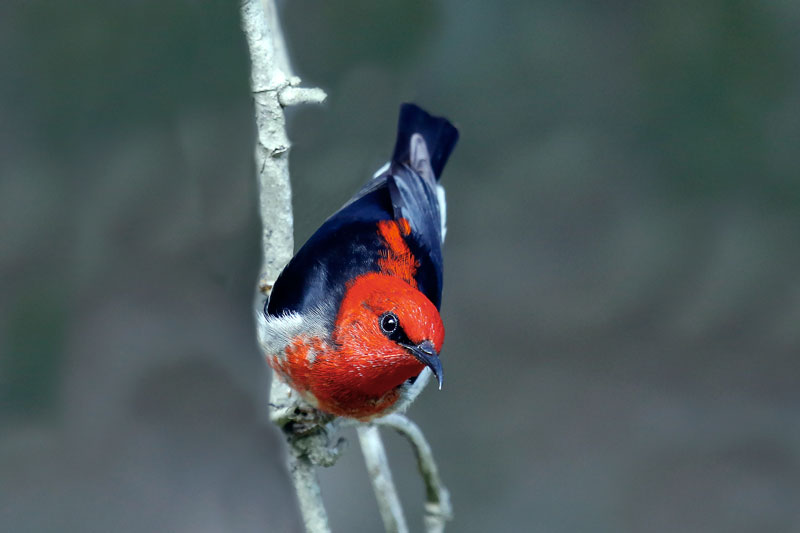 Scarlet Myzomela(Honeyeater)