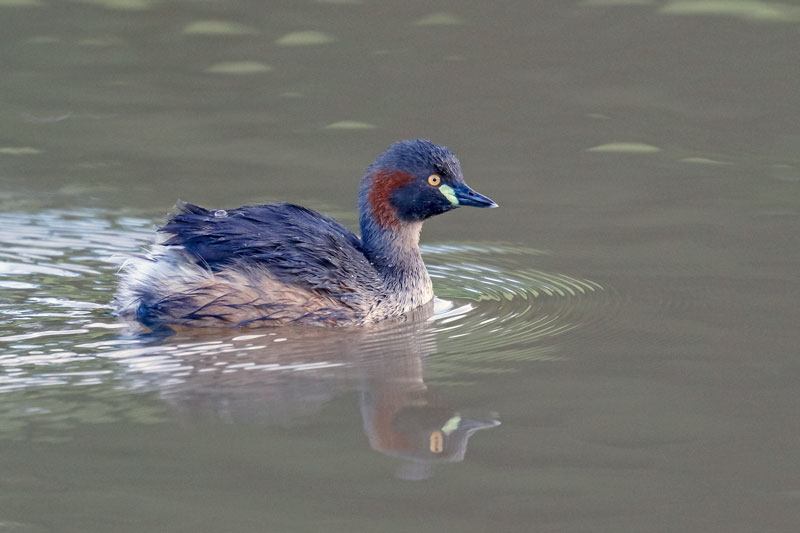 Australasian Grebe