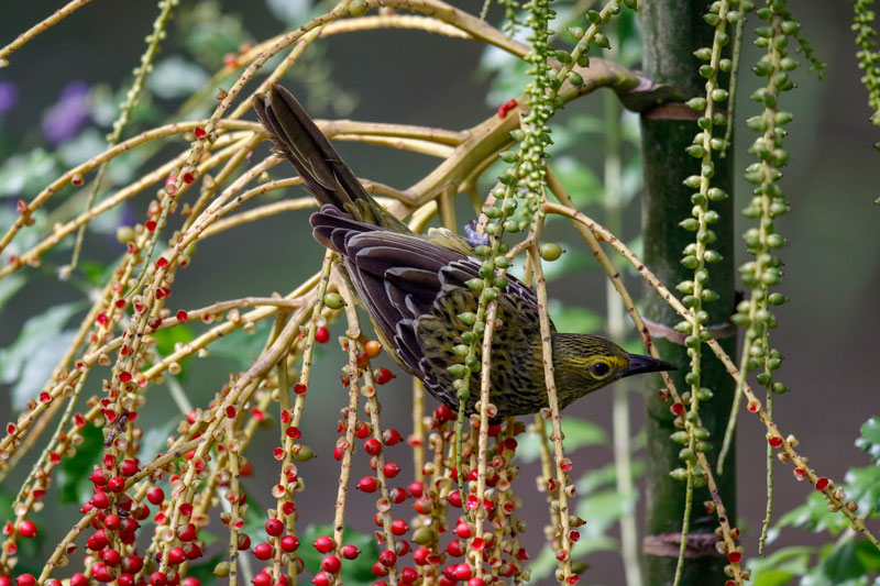 Australasian Yellow Oriole