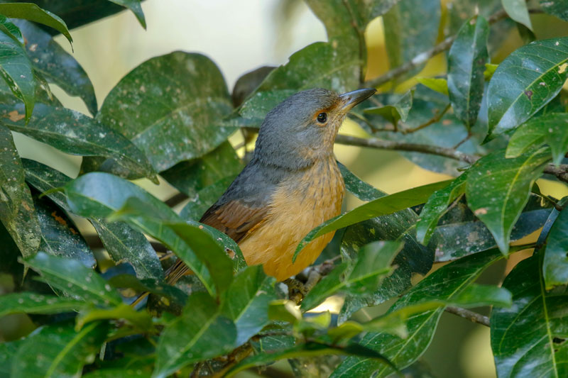 Bower's Shrike-thrush