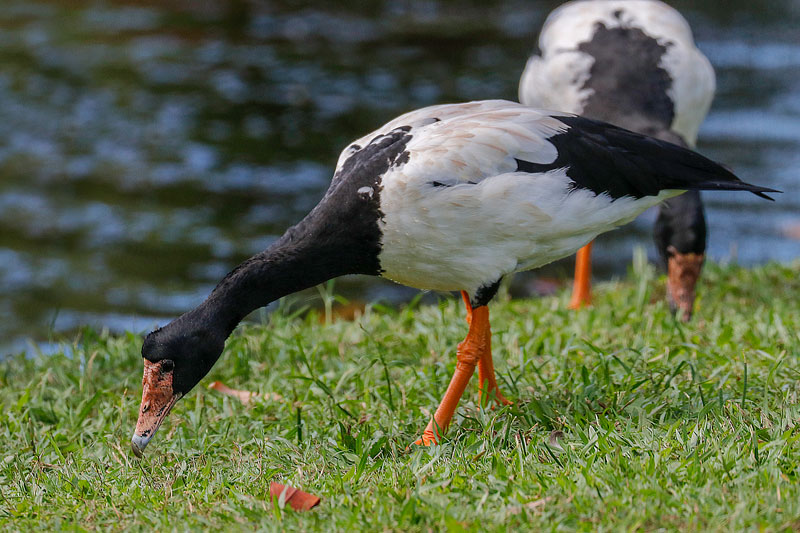 Magpe Goose