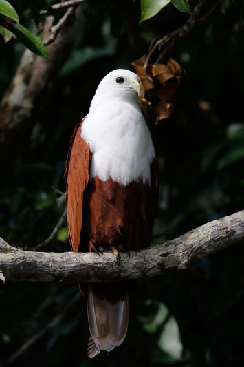 Brahminy Kite