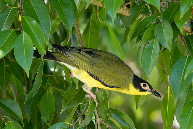 Australasian Figbird