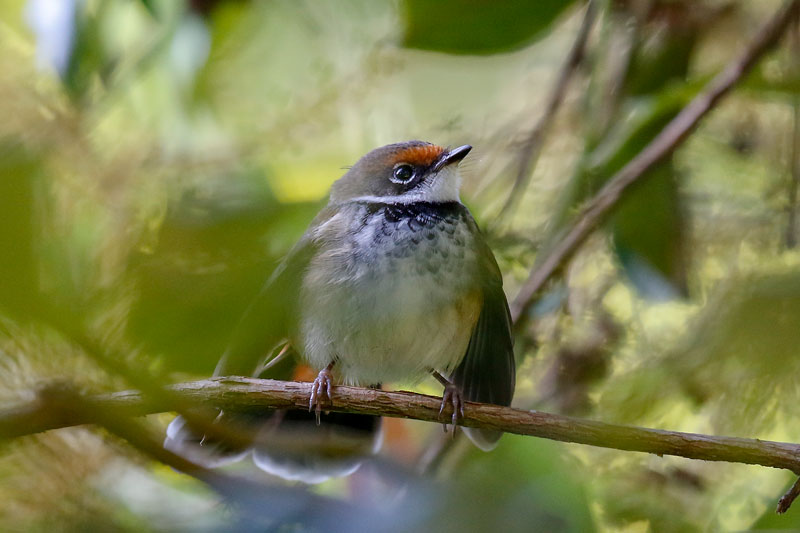 Rufous Fantail