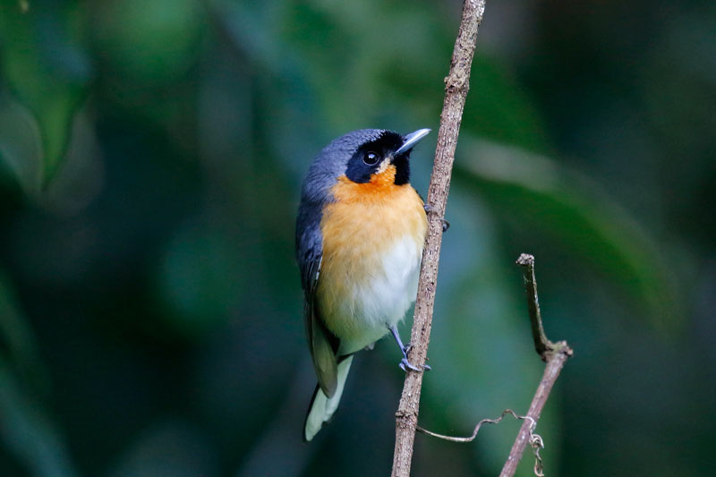 Spectacled Monarch