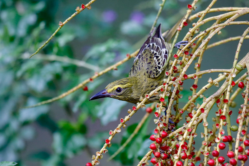 Australasian yellow Oriole (Green Oriole)