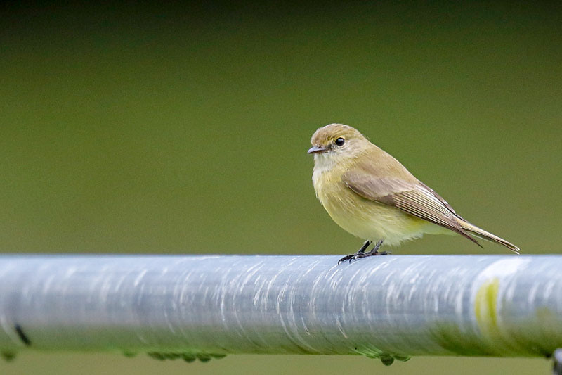 Lemon-bellied Flycatcher