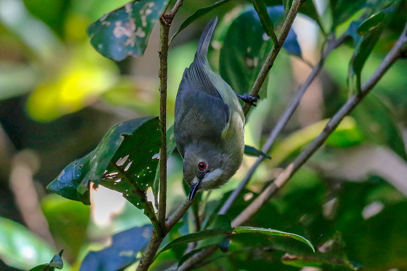 Fairy Gerygone