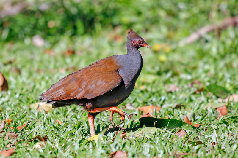 Orange-footed Scrubfowl