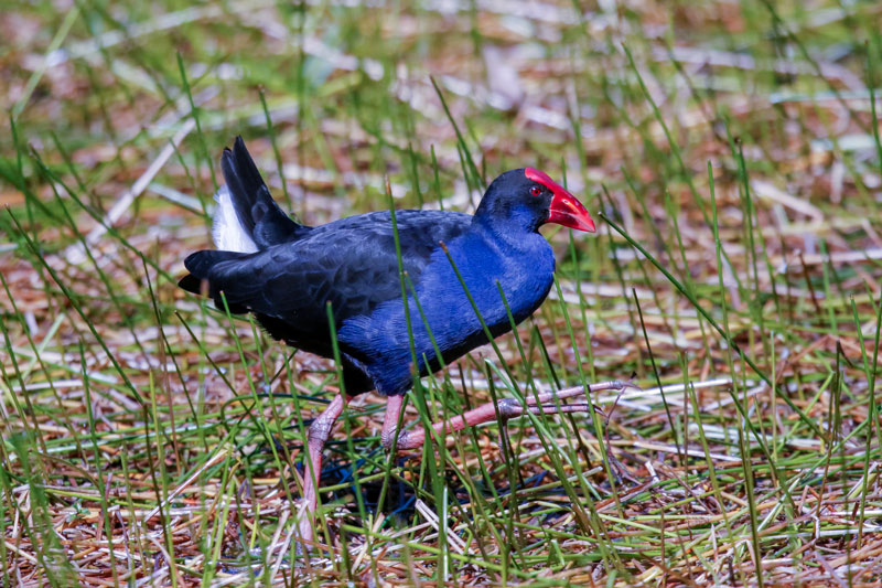 Australasian Swamphen (Purple Swamphen)
