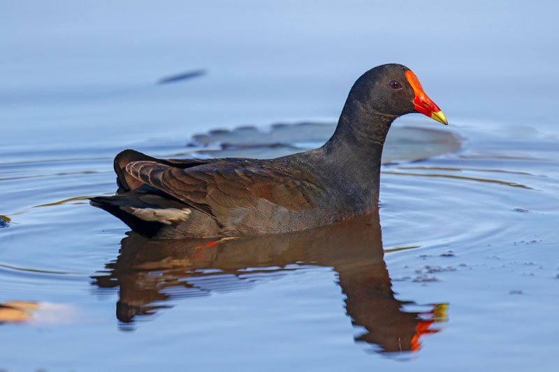 Dusky Moorhen