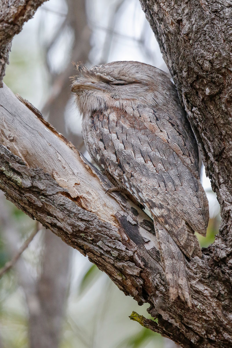 Tawny Frogmouth