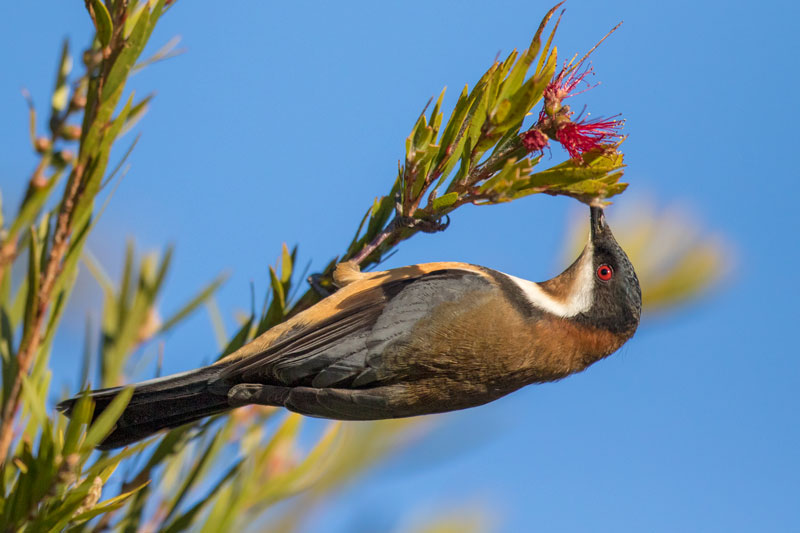 Eastern Spinebill