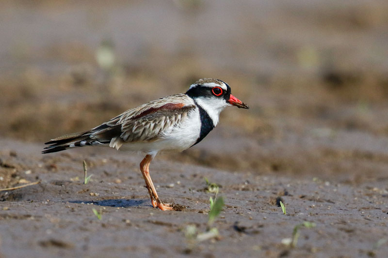 Black-fronted Dotterel