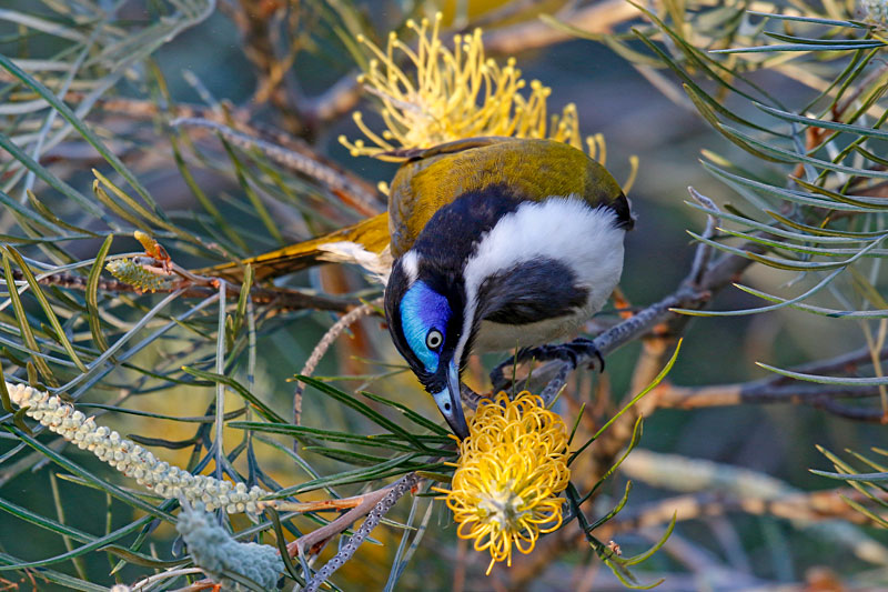Blue-faced Honeyeater