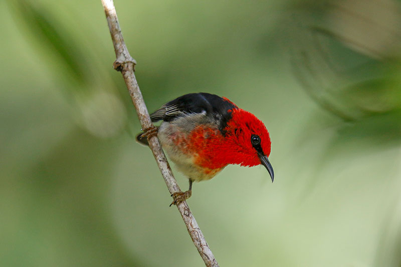 Scarlet Myzomela