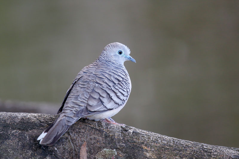 Peacefull Dove